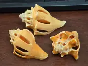 3 PCS CARVED YELLOW CONCH SHELL 2-4"