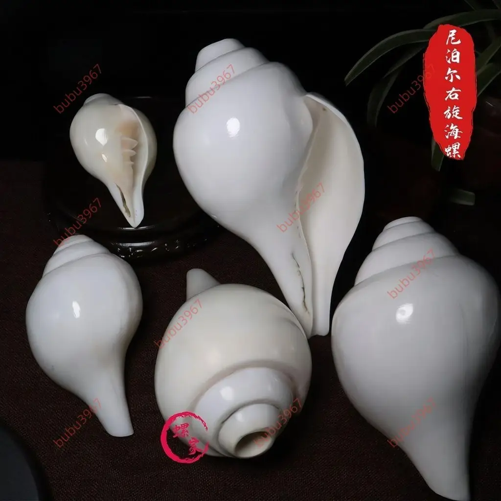 P.Shankha (白法螺) 白法螺的優惠比較- 2026年07月|飛比價格