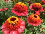 Zinnia, Zinderella Peach 15+Seeds- Heirloom Flower by Life-Force Seeds Australia