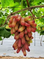 Japanese Manicure Finger Grape Vine with Leaves