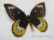 Huge Birdwing Butterfly Ornithoptera Goliath Samson Framed Entomology Shadowbox