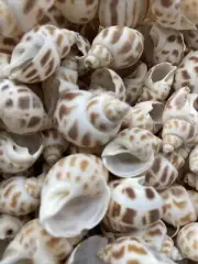 50 Beautiful Babylonia Areolata Shells 1 - 1 1/2" Beach Craft Decor Coastal