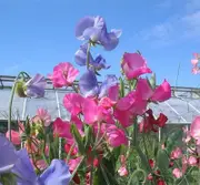 SWEET PEA 'Mix' seeds