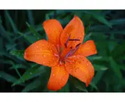 Tiger Lily & Patchouli - Fragrance Oil