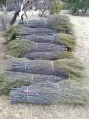 Brush,Brush wood,Broom bush.for new fencing, ,fence repairs,roll tops.