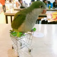 在飛比找樂天市場購物網優惠-大中小型鸚鵡用品小推車購物車/鸚鵡玩具/鸚鵡幼鳥智力開發小玩