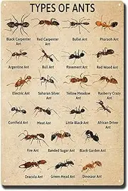 Metal Tin Sign Ant Knowledge Poster Information of Ant Knowledge Lover Ant Knowledge Wall Decor Types of Ant Vertical Poster 8X12 inch-Tin Painting
