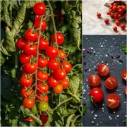 Tomato - Sweetie seeds