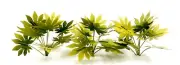 TROPICAL JUNGLE PLANTS MODEL SET 1/35 SCALE. TPV-046