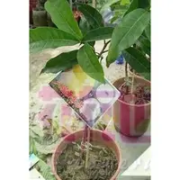 在飛比找蝦皮購物優惠-水果果苗  久蜜黃金果  4.5吋盆高25-35公分夭壽甜的