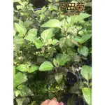 『525生態植物園』下田菊