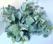 Dusty Miller Stem Greenery Foliage Faux Silk Artificial Leaf Stem Grey Silver x1