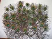 BULK - 30 Peacock Eye Tail Feathers - each 10-20cm long