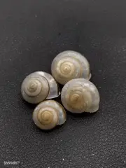 4 x Pleuropoma brecanrio land snails. Sea shell. home collectors #7342