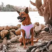 Huskimo Dog Coat Chill Mauve, Purple 46cm – Soft Microfleece Dog Jacket with Subzero Temperature Control Fabric, Dual Zip & Velcro Adjustments, Machine Washable