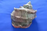 HUGE Nature Turbo marmoratus- Green turban Shell, 215mm length (8.43inch)- Nice