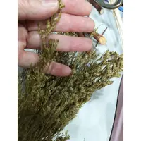 在飛比找蝦皮購物優惠-【台灣現貨速發】草綠色卡斯比亞花*材料王批發*1/2把｜乾燥