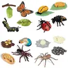 Simulation Animals Life Cycle Figurine Growth Cycle Model Action Figures