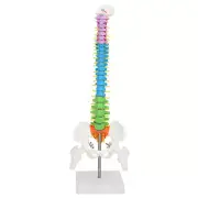 New Colored Life Size Anatomical Human Skeleton Spine Model W/ Pelvis Femur 45cm