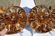 Pair Ammonite MultiColor Crystals 184mm XXLG 7.2" Dinosaur FOSSIL 110myo 2628xx