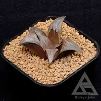 在飛比找蝦皮商城精選優惠-｜毘沙門天｜Haworthia Badia｜