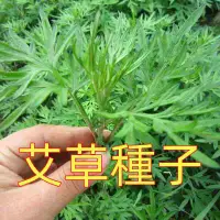 在飛比找蝦皮購物優惠-【艾草種子】香艾 艾蒿種子 四季可種植 易種植 可食用 可驅