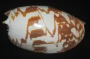 141 mm SPECIAL PATTERN POLISH Melo Umbilicatus Volute Seashell #A2 Combine Ship
