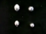 1/4 oz. Egg Sinkers 20 PACK