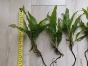 Medium Java Fern Bunch (Microsorium), Aquarium/Fish Tank Plant