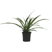 120mm Green Spider Plant - Chlorophytum comosum