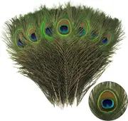 ✨12 Pcs Peacock Feathers Natural 10-12 Inch 25-30 Cm Cruelty Free