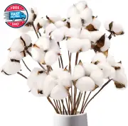 Cotton Stems, Natural Dried Cotton 8 Packs Total 15 Bolls Cotton Sprig