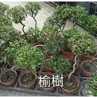 在飛比找PChome商店街優惠-小喬木 ** 小品造型榆樹 **4吋盆/高25-40公分 /