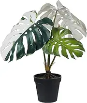 Rogue Variegated Monstera Garden Pot, 64 x 48 x 75 cm