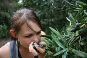 Buy Plum Pine Rainforest Trees in Australia (Podocarpus elatus)