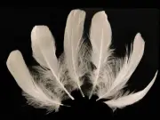 1 Pack - Ivory Goose Nagoire Loose Feather 0.25 Oz. Halloween Supplier Wedding