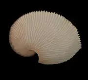Sea shells Argonauta argo 190.7mm RARE Aquarium Decoration Products