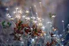 “Mojave Aster” - Fine Art Nature / Flower Print