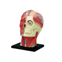 在飛比找蝦皮商城優惠-4D頭頸部解剖模型 教學人體模型 生物教學模型 器官模型 D