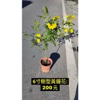在飛比找蝦皮購物優惠-霏霏園藝樹型黃鐘花: 200元6吋