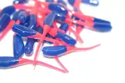 JASONS 2" STINGER SHAD 30 PACK GRUBS CRAPPIE LURES JIGS BLUE & FIRETAIL