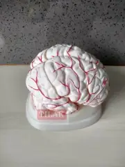 Brain with Arteries Model PVC Plastic Best Quality Free Shipping World Wide