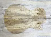 Figure Electric Guitar Top Spalted Barky Maple Wood Set Luthier Supply