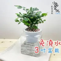 在飛比找蝦皮商城優惠-【小品文化】七里香【現貨】3吋糖果免澆水盆栽 懶人盆栽 觀葉