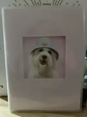 VTG Puppy Photographer Rachel Hale Photo Book 2004 5 x 7 Dog w/ Hat Adorable!