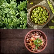 Bean - Egyptian (Fava) seeds
