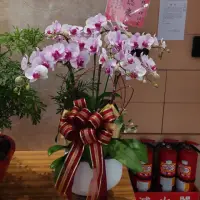 在飛比找momo購物網優惠-【The Flower嬪嬪花藝坊】6顆桌上型大朵嫩粉蘭花盆栽