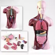 Human Anatomy 28cm Heart Brain Skeleton Torso Body Teaching Model