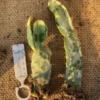 在飛比找蝦皮購物優惠-團扇錦，學名：opuntia sp.