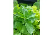 BASIL 'Holy Green' / Tulsi seeds